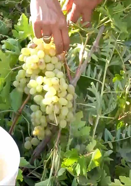 دست مهربانی از الموت تا دشت