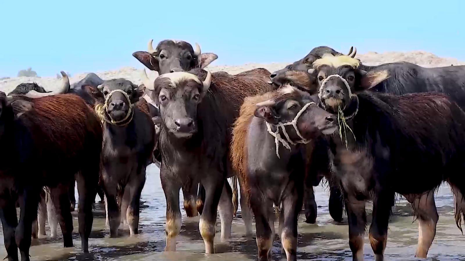 گاو میش حیوان نجیبی است