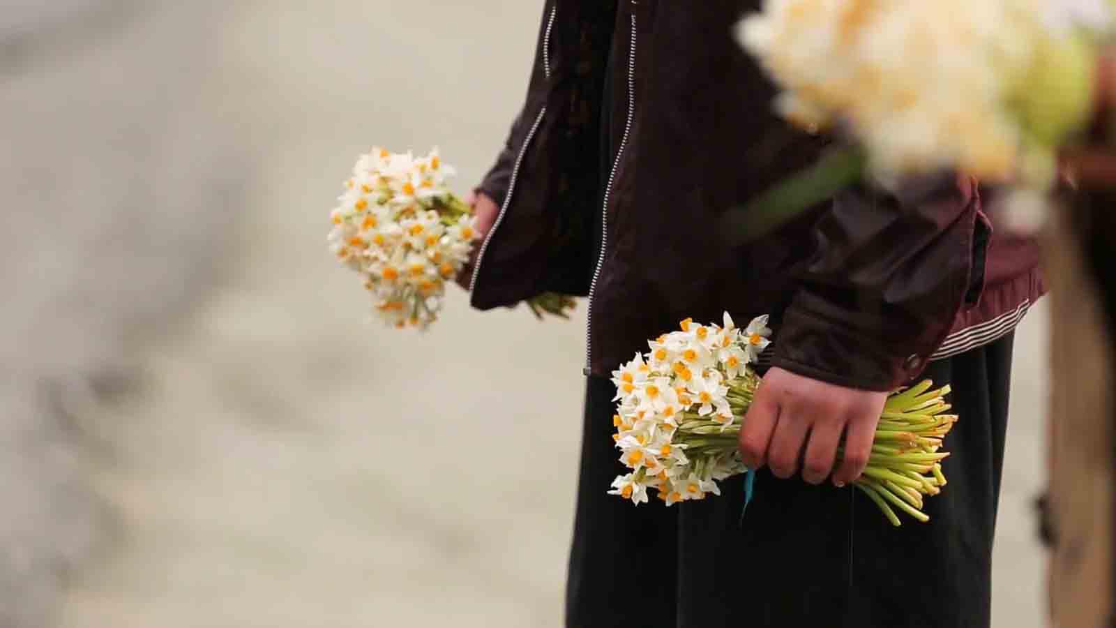 نرگس پنجم-هاشور