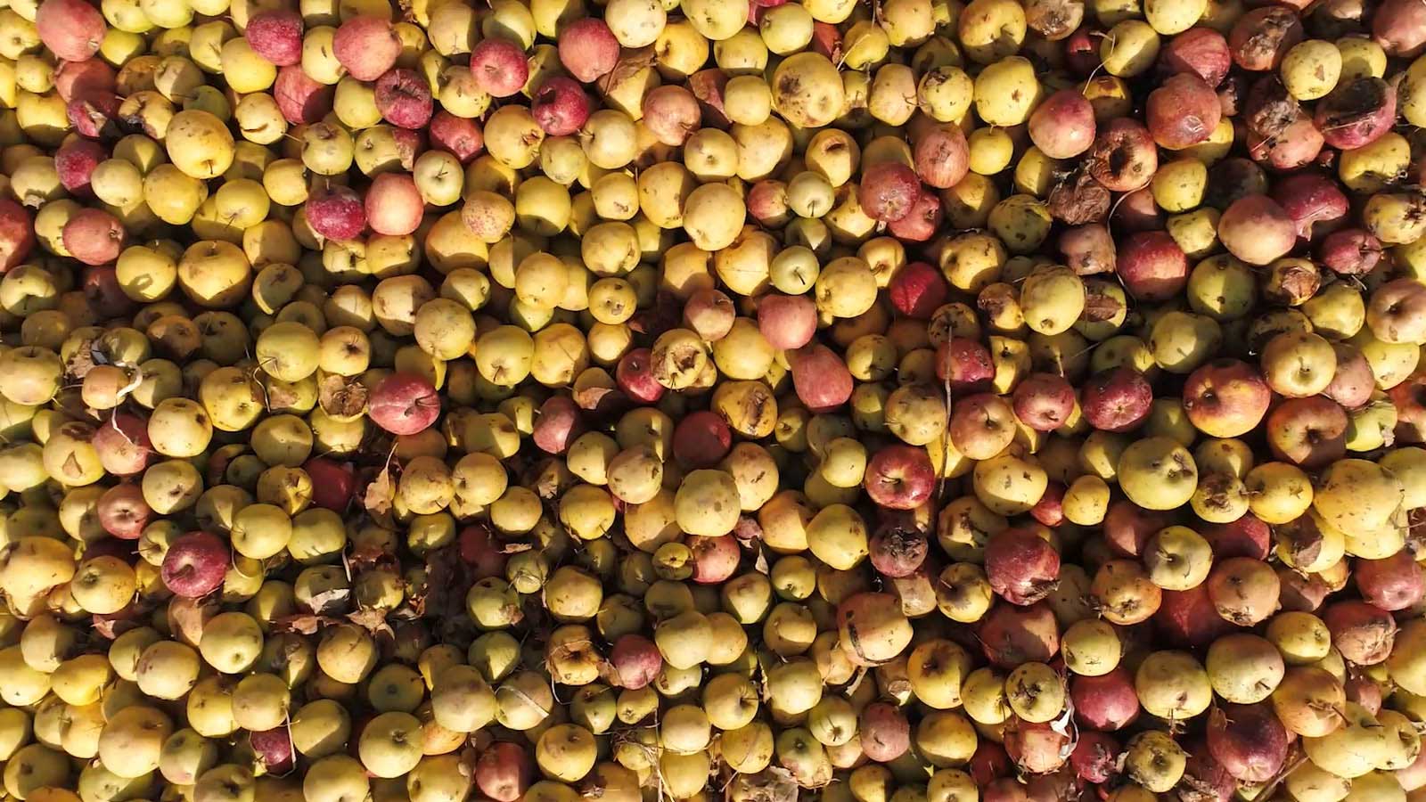 میوه ها روی درخت مانده اند (قسمت دوم)-هاشور