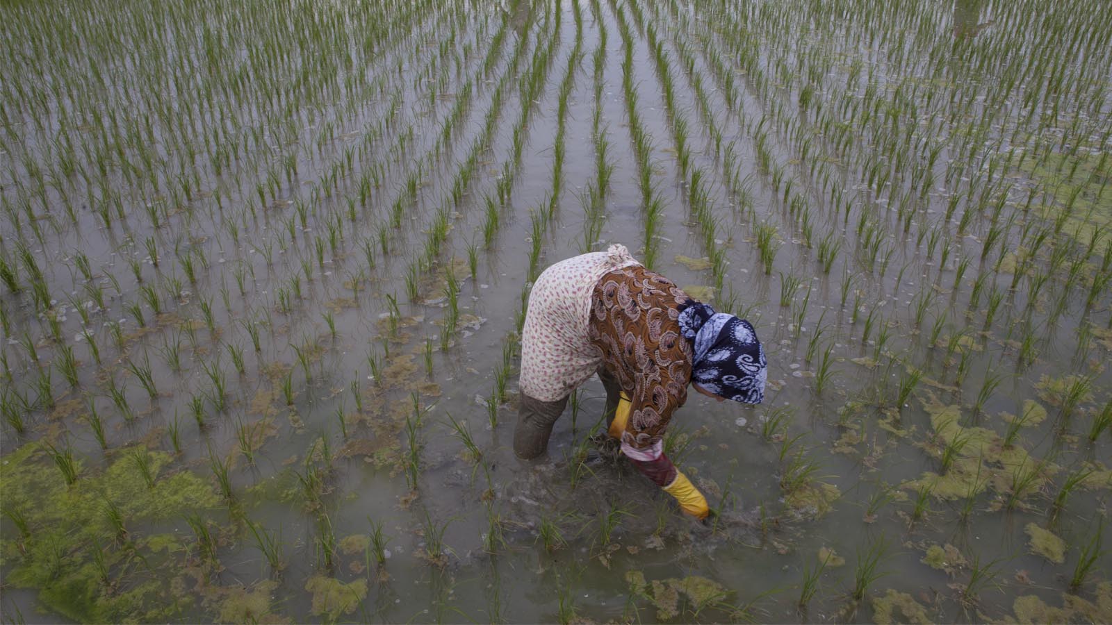 شاعران زندگی-هاشور