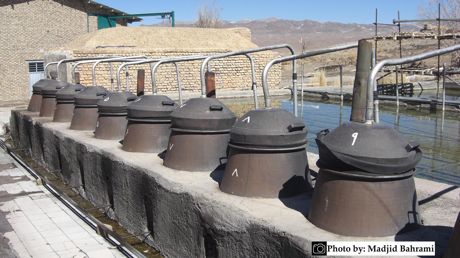 بانوی گل سرخ-هاشور