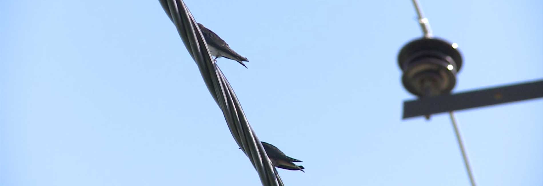 صاف صاف-هاشور