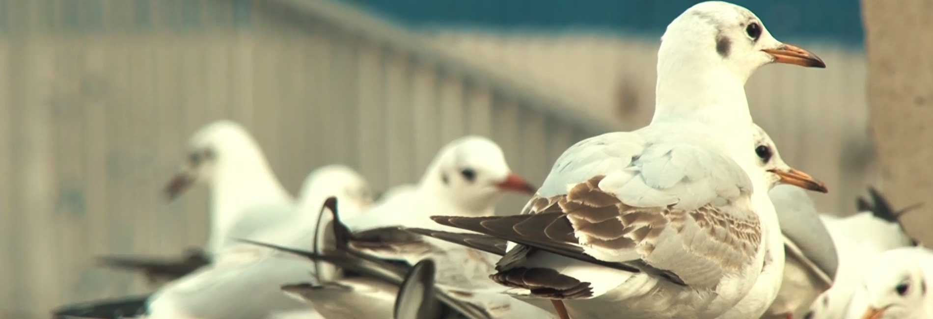 تهران میزبان دریا-هاشور