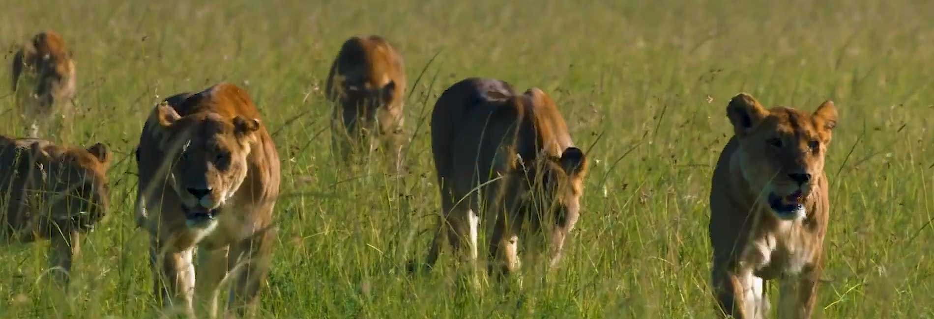 شیرهای فراموش نشدنی-هاشور