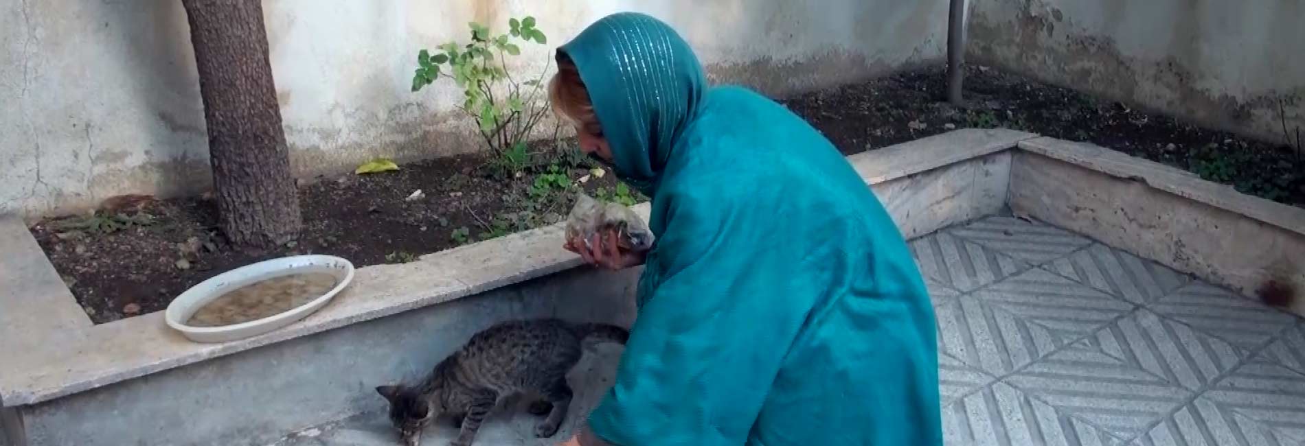 نرگس و مژگان-هاشور