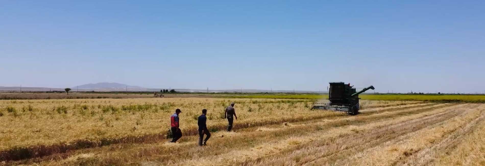 خوشه به دوش-هاشور