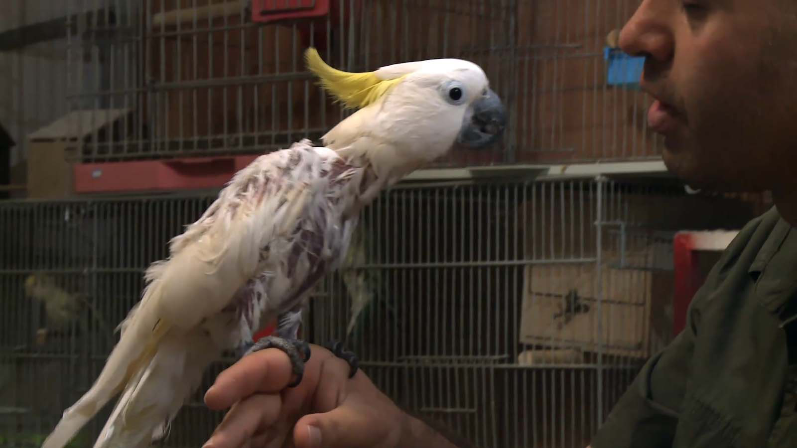 باشگاه حیوانات