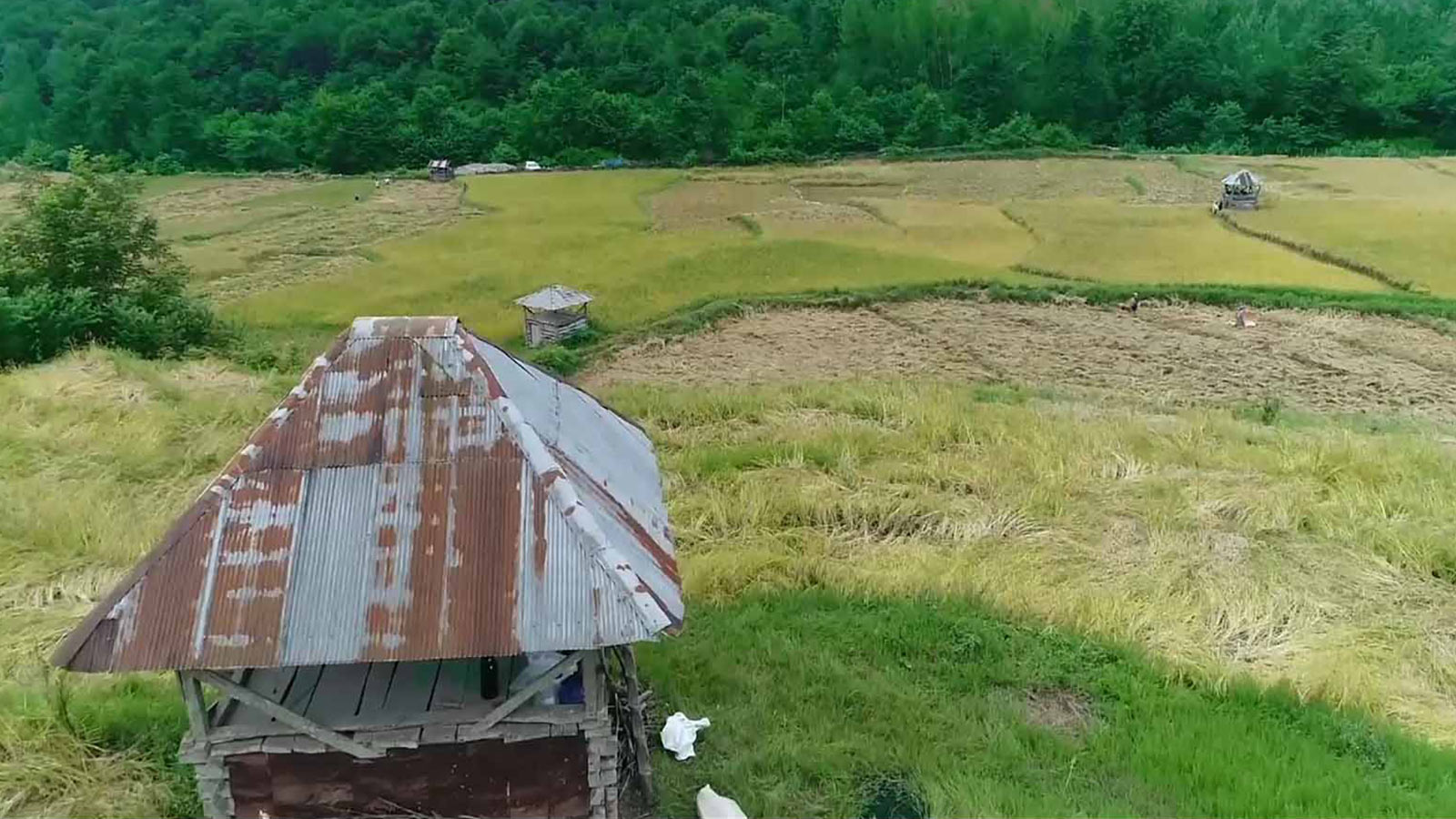 لالایی برای بیداری شالیزارها-هاشور