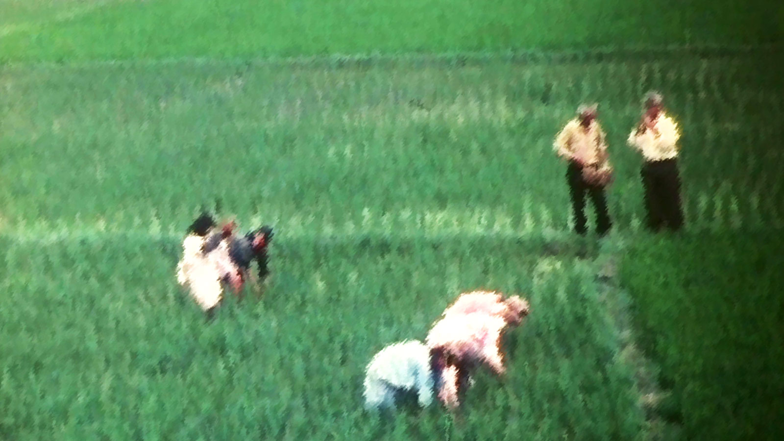 زمزمه های بی نام و نشان-هاشور