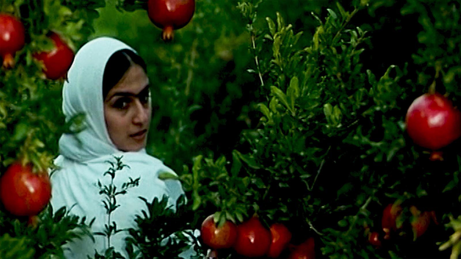 تهران انار ندارد