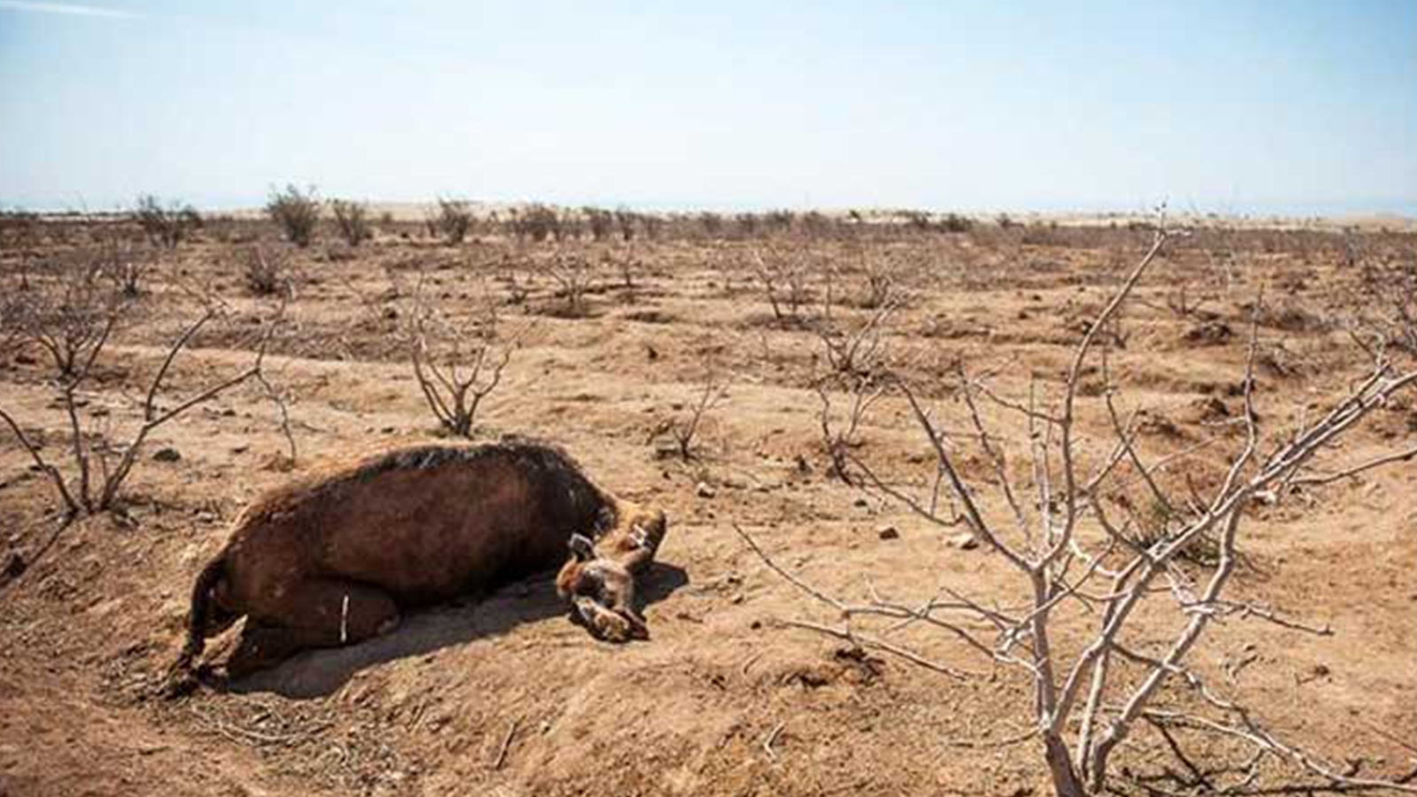 مادرکشی-هاشور