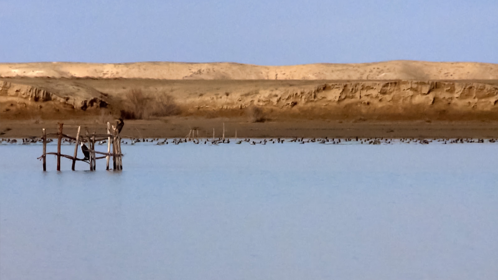 پرندگان بی پایان-هاشور