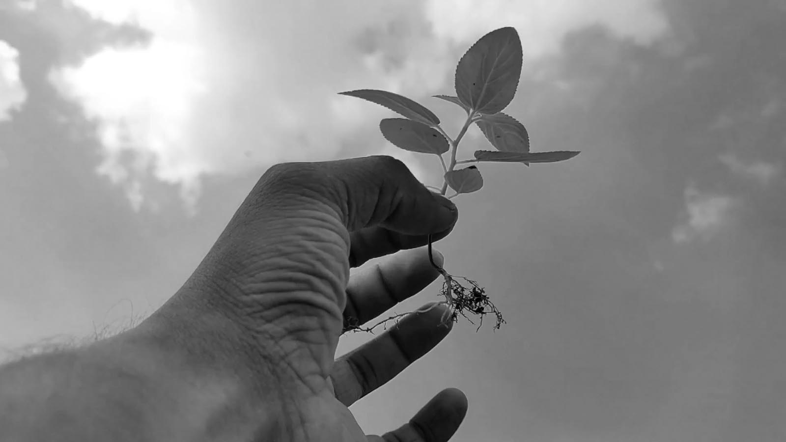 حرکت در تاریکی-هاشور