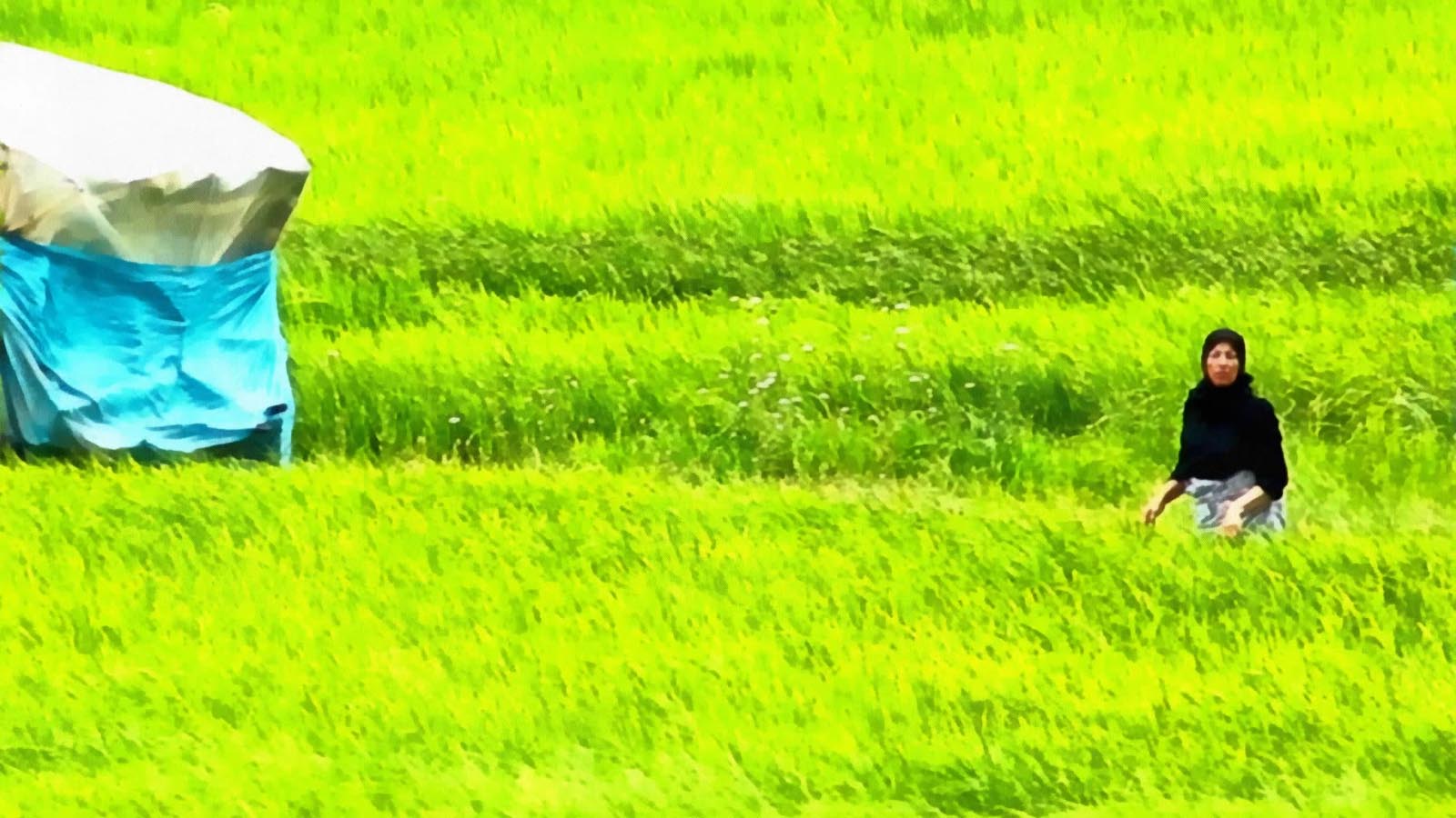 هاله دیروز-هاشور