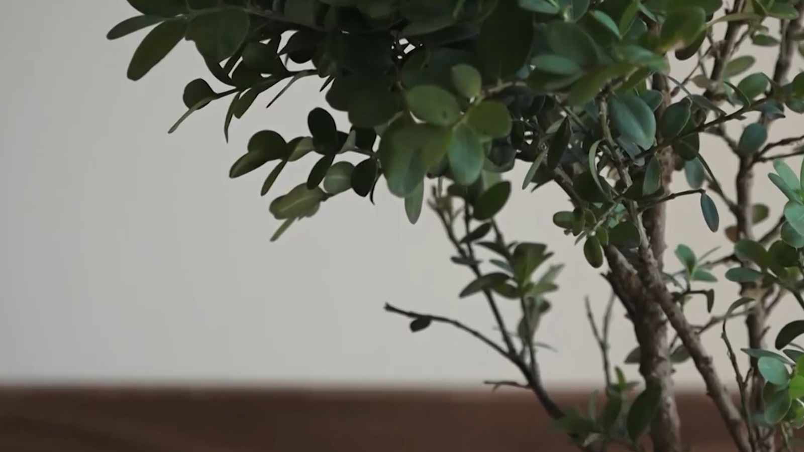 در جستجوی زمان از دست رفته-هاشور