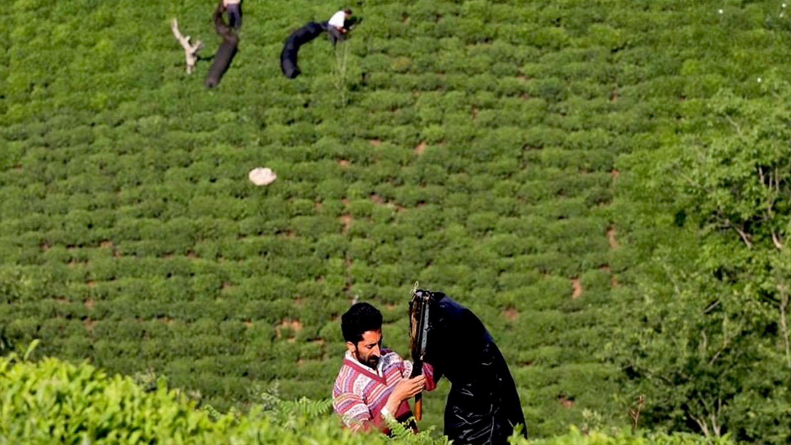 زمستان چای-هاشور