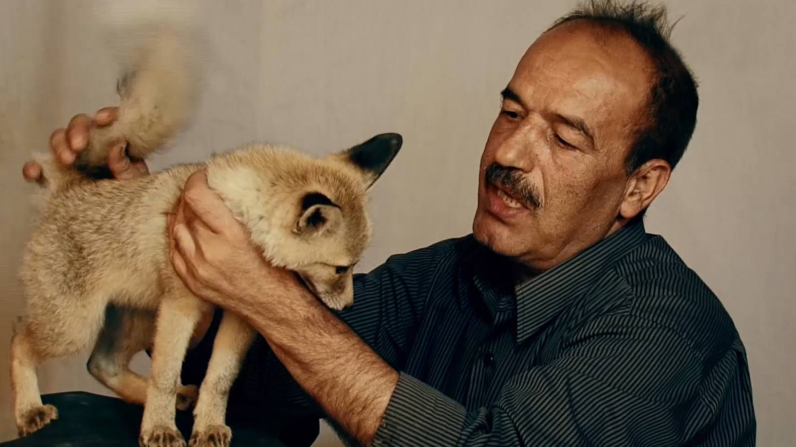 راننده و روباه