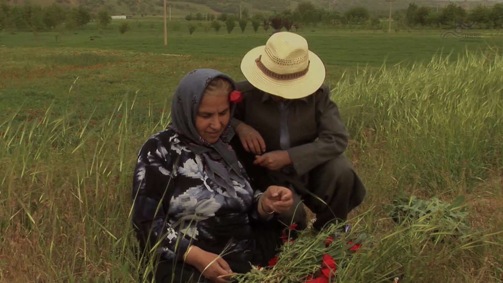 سپیده دمی که بوی لیمو می داد-هاشور