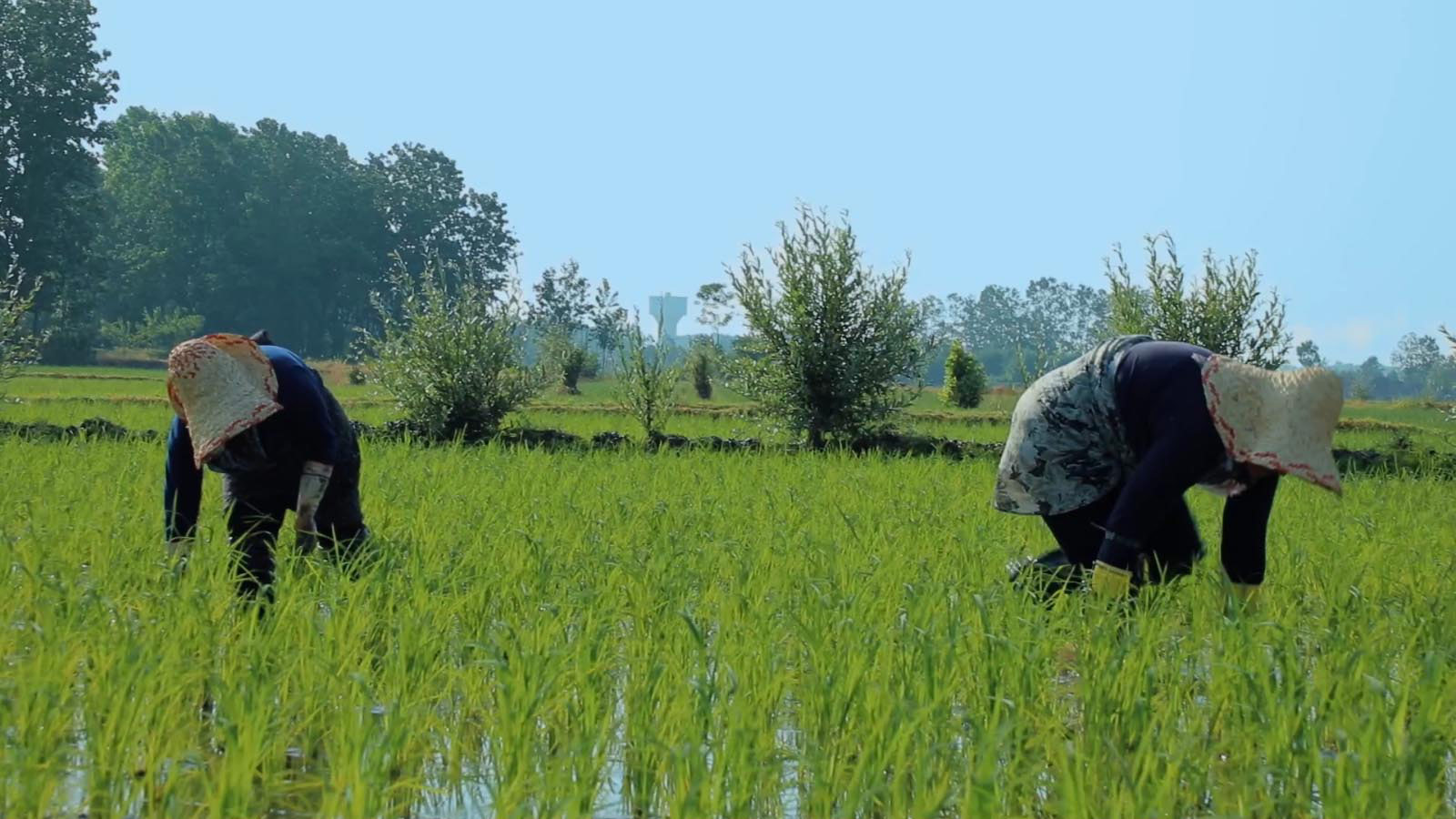 پا به توپ-هاشور