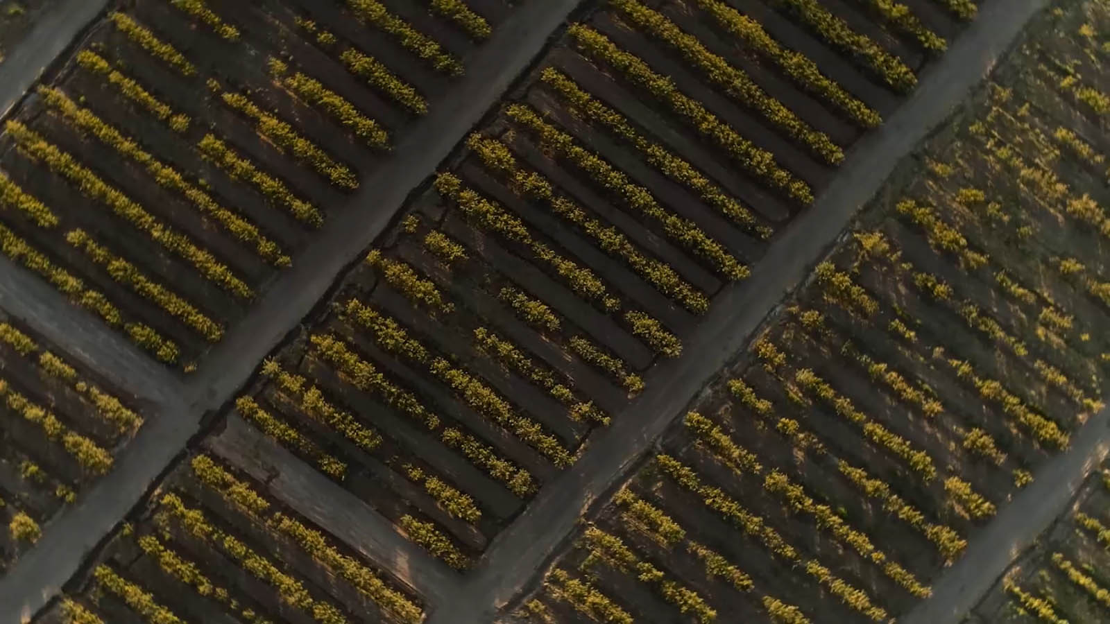 میوه ها روی درخت مانده اند-هاشور