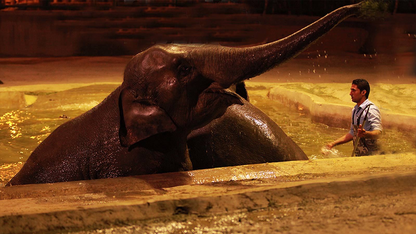 شبانکاران-هاشور