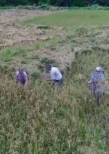 لالایی برای بیداری شالیزارها